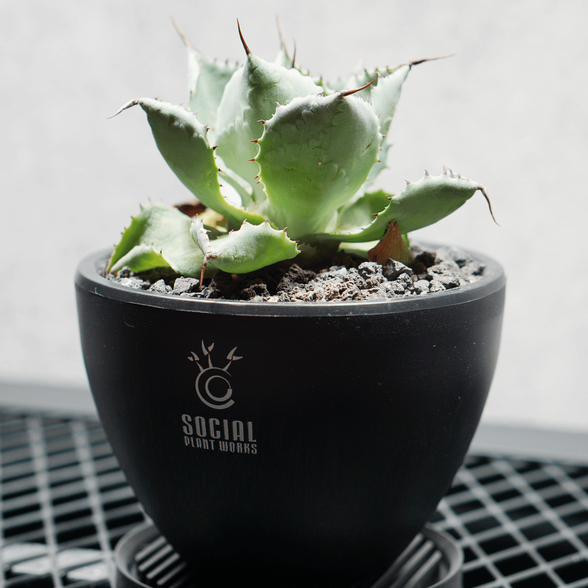 アガベ ポタトルム 風雷神15 LOGO ECO POT SIZE S 3.5号サイズ鉢 受け皿セット 商品画像2｜SOCIAL PLANT WORKS