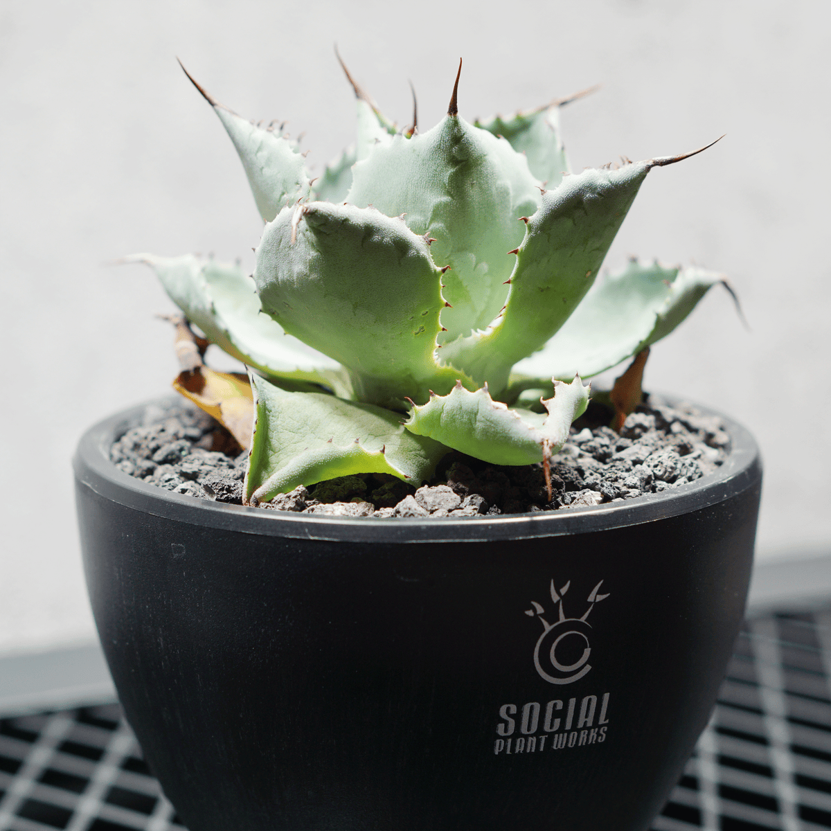 アガベ ポタトルム 風雷神15 LOGO ECO POT SIZE S 3.5号サイズ鉢 受け皿セット 商品画像3｜SOCIAL PLANT WORKS