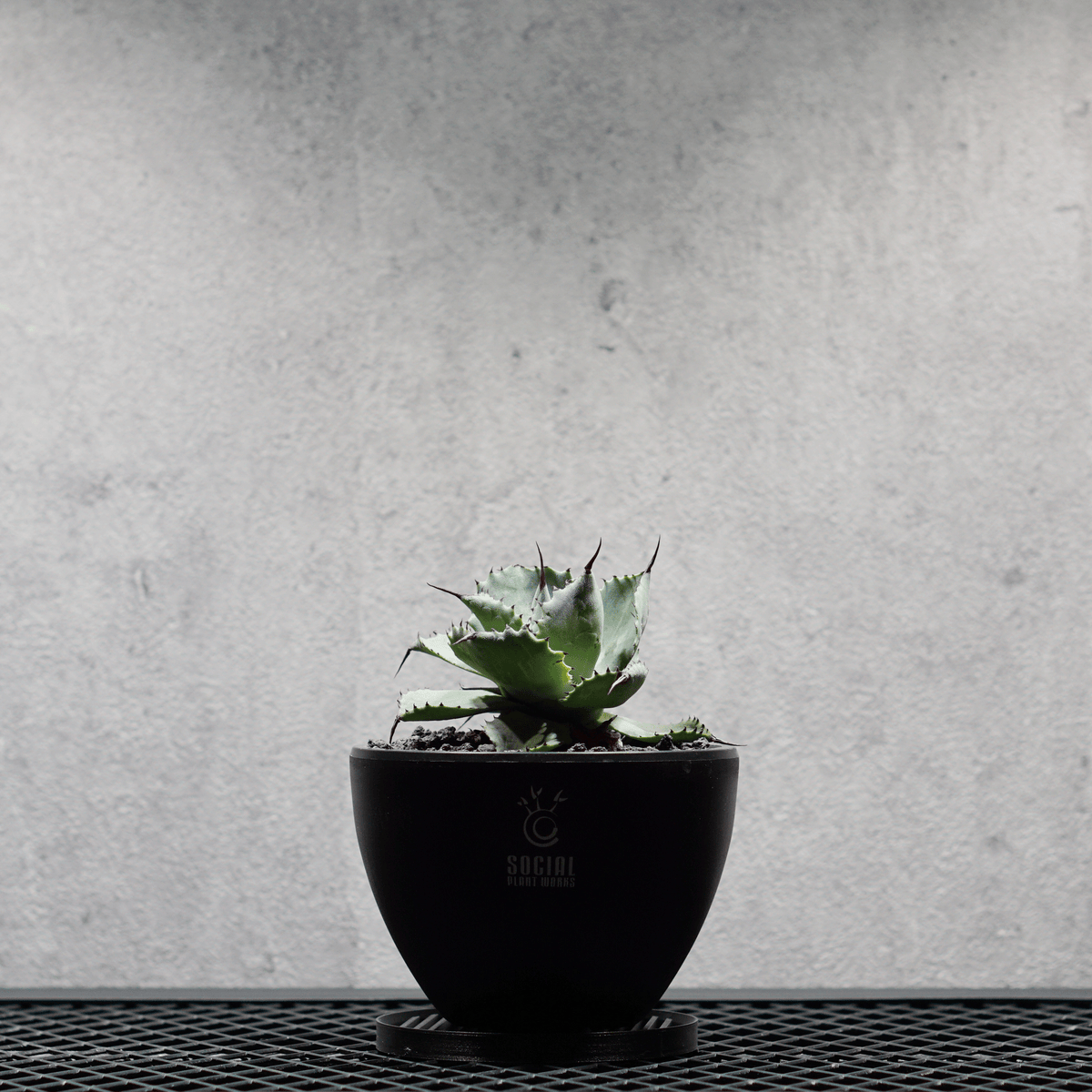 アガベ ポタトルム 風雷神16 LOGO ECO POT SIZE S 3.5号サイズ鉢 受け皿セット｜SOCIAL PLANT WORKS
