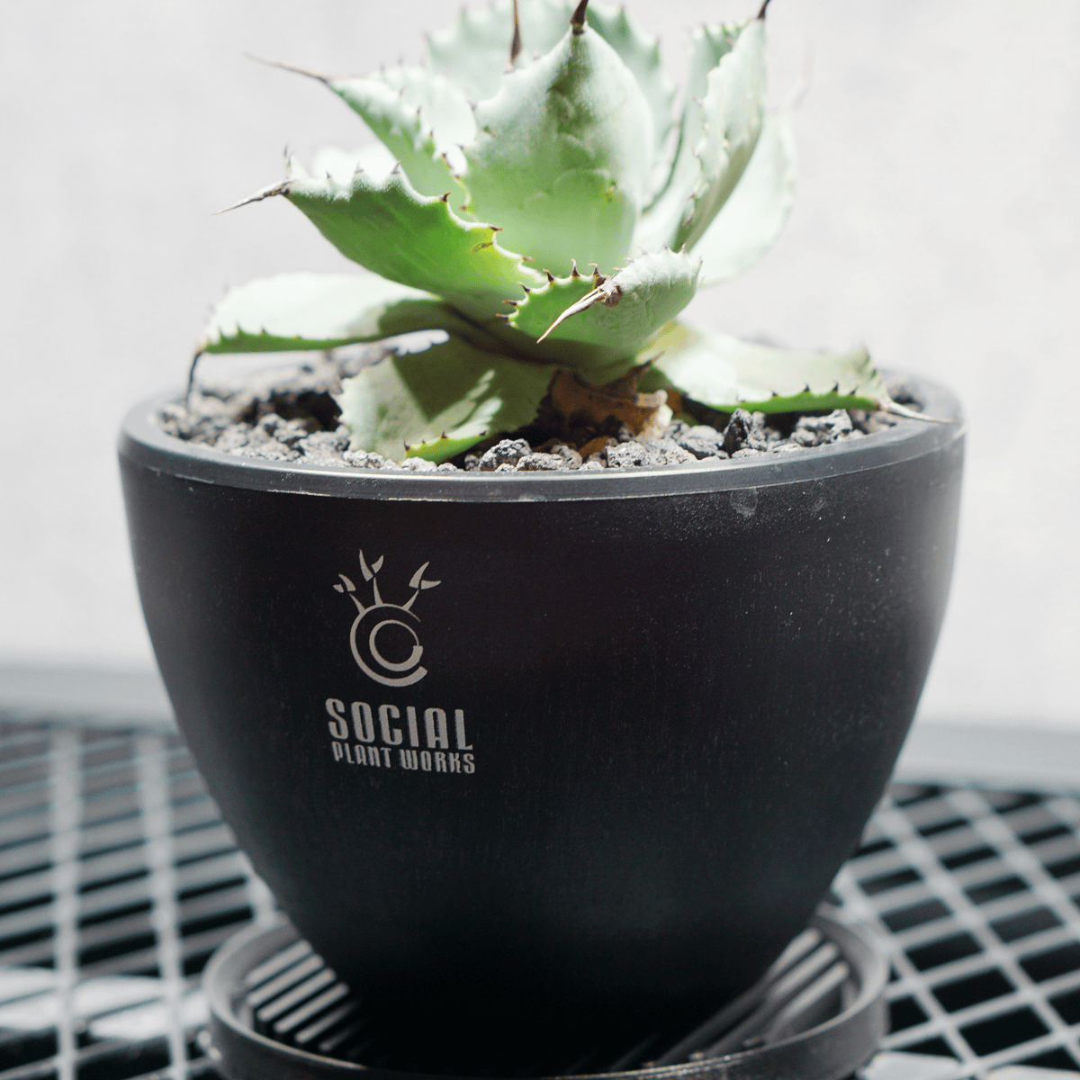 アガベ ポタトルム 風雷神16 LOGO ECO POT SIZE S 3.5号サイズ鉢 受け皿セット 商品画像2｜SOCIAL PLANT WORKS