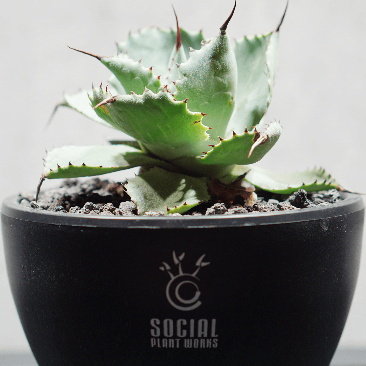 アガベ ポタトルム 風雷神16 LOGO ECO POT SIZE S 3.5号サイズ鉢 受け皿セット 商品画像5｜SOCIAL PLANT WORKS